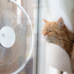 羽根の扇風機と猫、ダイソン扇風機