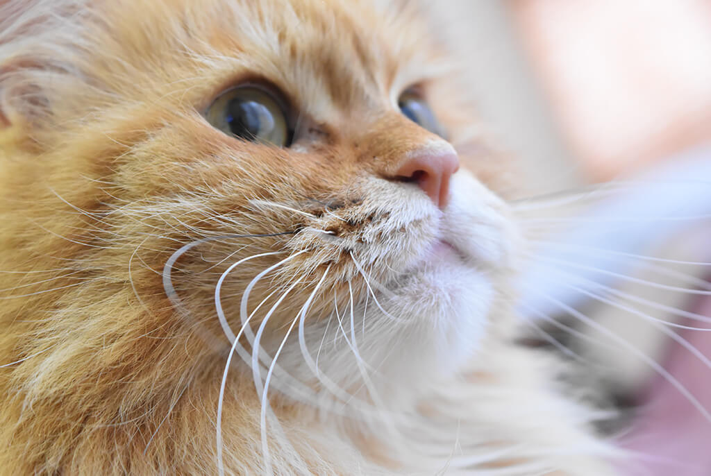 元気な猫たちの鼻の色はこうだ。 ライフねこねこ 元気な猫たちの鼻の色はこうだ。 ライフねこねこ