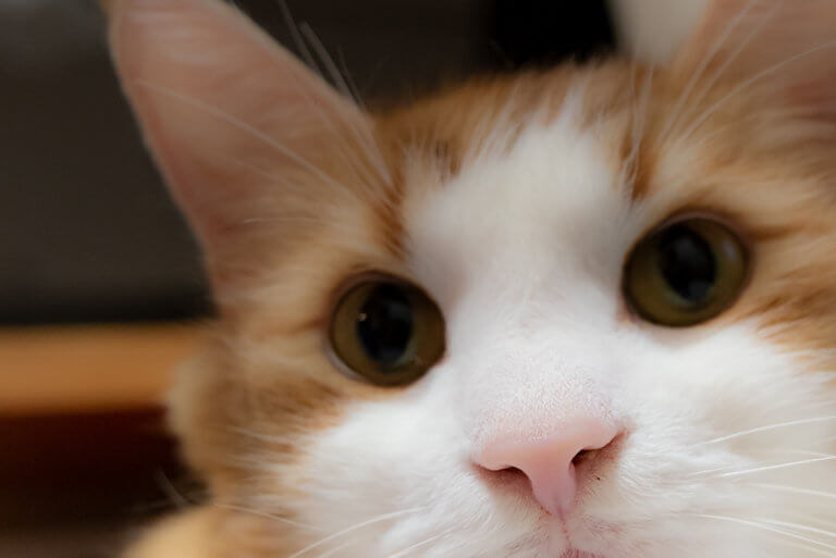 元気な猫たちの鼻の色はこうだ。 ライフねこねこ 元気な猫たちの鼻の色はこうだ。 ライフねこねこ