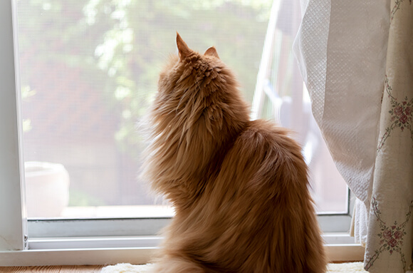 張り替え後の網戸越しに外を眺める猫