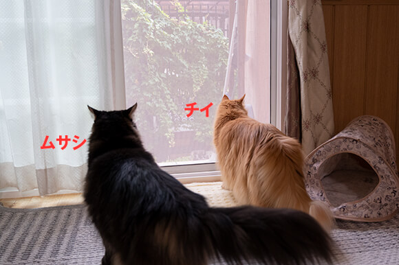 1_チイ、ムサシ_窓の外を眺める