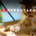 改善、対策、猫の体の毛玉