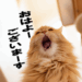 ねこのあくび、ねこのおもしろ顔、ねこがおはようございます